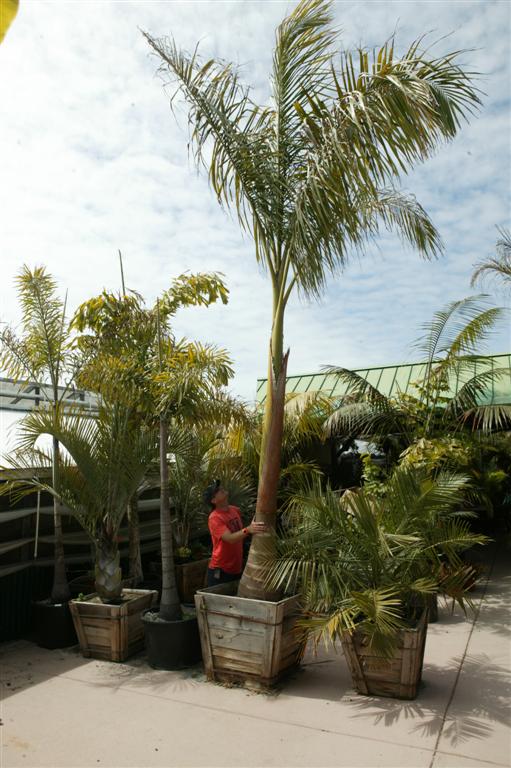  Large Royal Palm at nursery