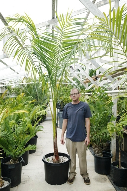  Roystonea regia in a 20g container