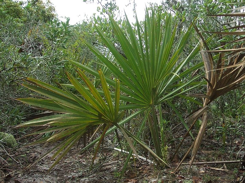 
Sabal species (hardy):

Other very hardy Sabal species that should take 15 degrees or lower include S. etonea, minor and causarium.  These species vary in height and appearance, but all seem to be heat tolerant as well.  Photo by Wikipedia.
