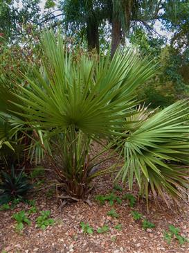 Sabal minor:
A single trunked, sun-loving, dwarf fan palm that will tolerate down to 15 degrees and demands full sun or possibly strong filtered light.  It is trunk-less or forms minimal trunk.