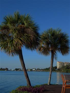  Sabal palmetto