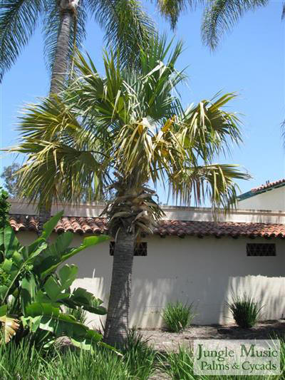 
Sabal riverside:  A blue-green, large fan palm that tolerates hot sun and is quick growing.  It is probably a form of a Caribbean Sabal that just happens to take cold quite well.  Recent reports are this species does well at 12 degrees F.
