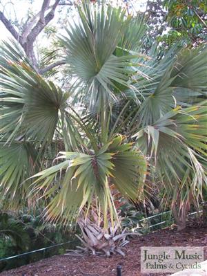 Calamus carytoides:   A surprising palm that is armed, suckering, small to medium sized with irregular leaflets and cold tolerance to about 22 degrees.  Best for filtered light.