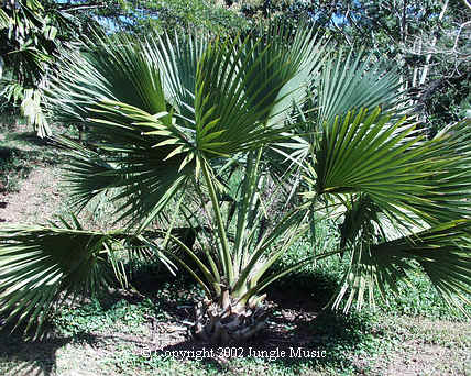  Sabal blackburniana 
