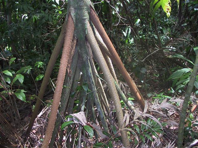  stilt roots on Socratea exorrhiza by Wikipedia Commons 