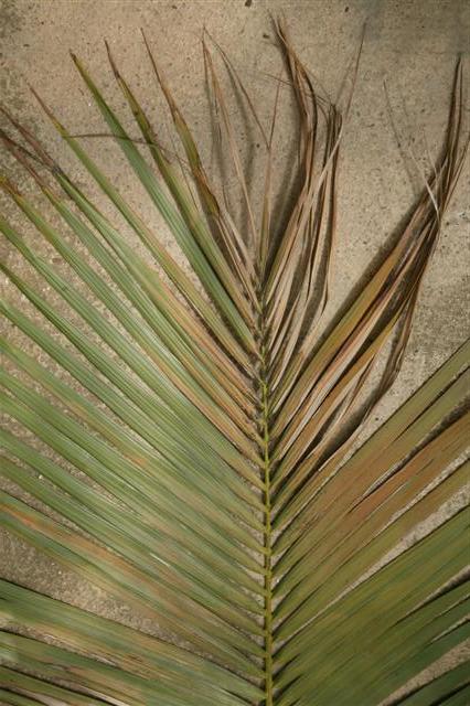  Sunburn on a palm leaf