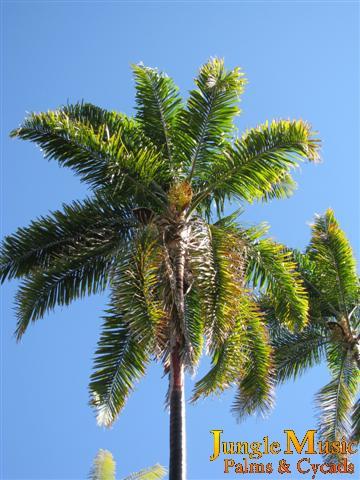  Syagrus pseudococos