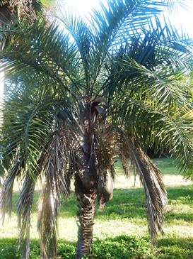 

 Syagrus coronata:   A medium sized, sun loving pinnate palm that doesn’t look like a Queen Palm at all.  Very unique and single trunked.  Cold hardy to about 26 degrees.
