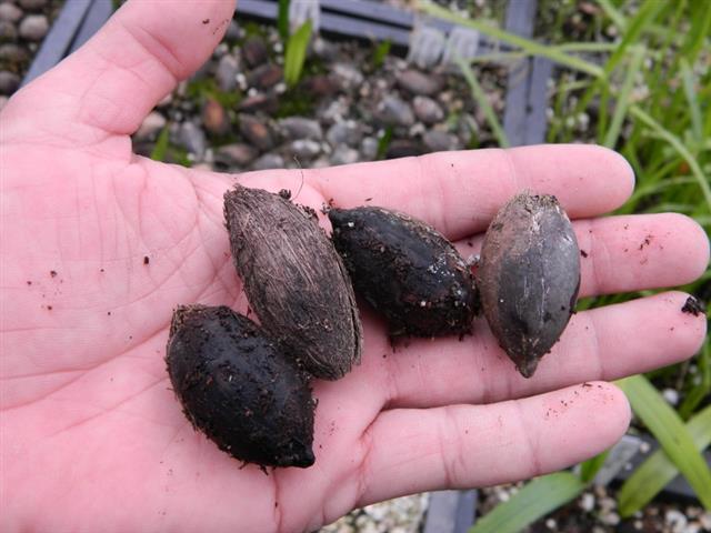 These Syagrus vermicularis seeds were removed from
a germination tray.  Not the underside is dark from water
stains, but the other half is normal color.  These seeds
are still good, awaiting germination (hopefully)