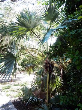 

Thrinax species:   All these take 28 degrees or less, are thin trunked fan palm that like full sun.  Try Thrinax excelsa, parviflora, radiata or others. 
