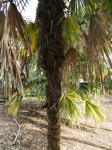  Woody trunk base of Windmill Palm