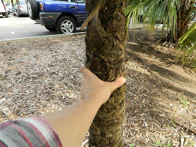  Note thin woody trunk on this garden plant