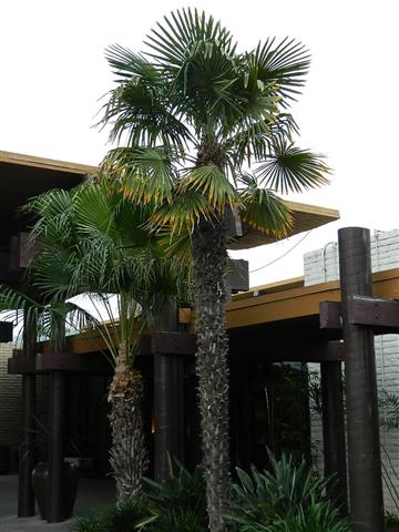  T. fortunei as commercial palms