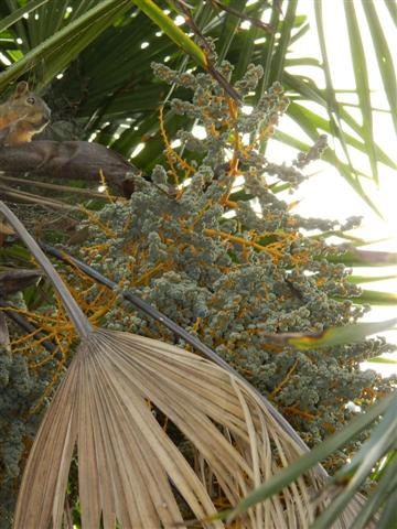  Dead Trachycarpus leaf needing trimming