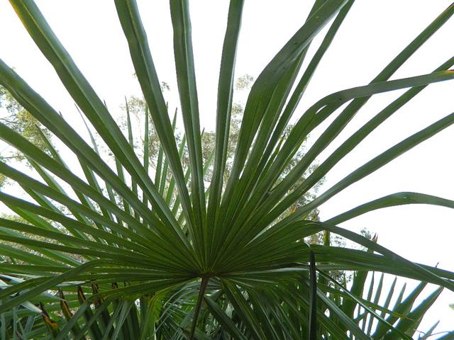  T. fortunei leaf - note deeply divided leaflets