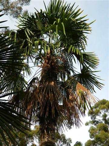  T. fortunei, crown of leaves with dead leaves below