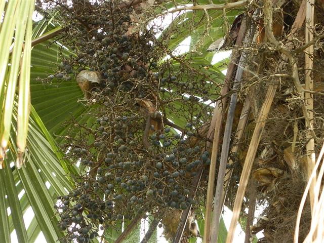  Immature fruit, T. fortunei