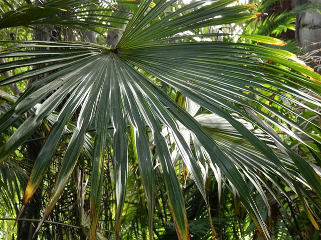  T. fortunei leaf