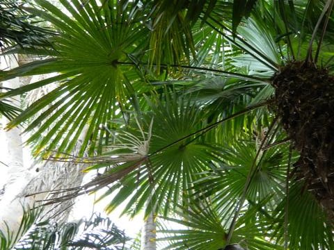  T. fortunei crown of leaves