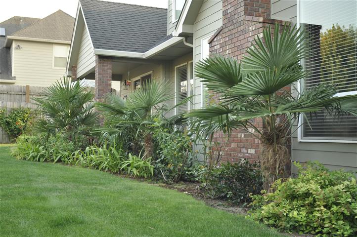  Trachycarpus in Salem, Oregon by T.W.