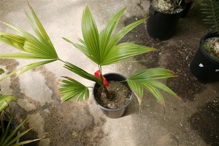  T. latisectus, nursery grown, 5g plant