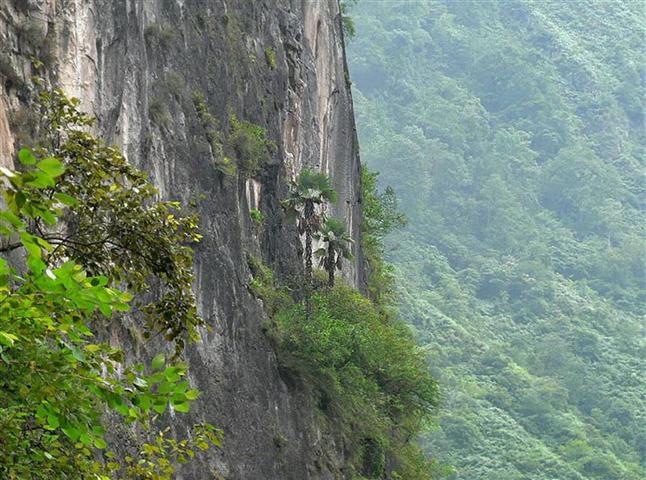  T. princeps in habitat by R.M. Golden Lotus