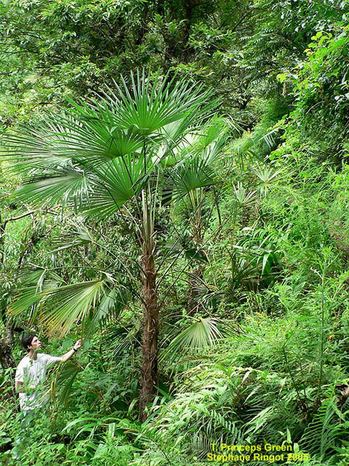 

Trachycarpus species other:  There are multiple new to the market Trachycarpus that take 28 degrees or colder.  Try species like T. martianus, nanus, oreeophilus, latisectus and others to have some fun.  All are fan palms and like sun or strong filtered light.  Most are small or medium sized.  photo by R.
