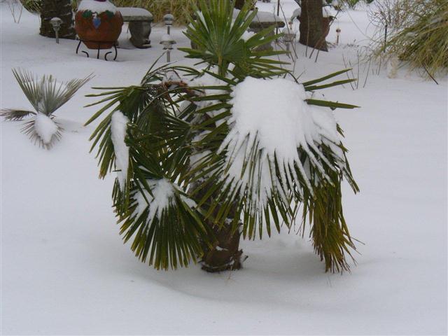  Windmill in snow, photo by Matthew Boozer, S.Carolina. 