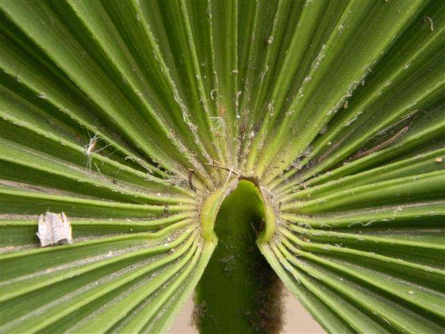 the extension of the petiole through the leaf and above
the surface of the leaf is called the "hastula". 