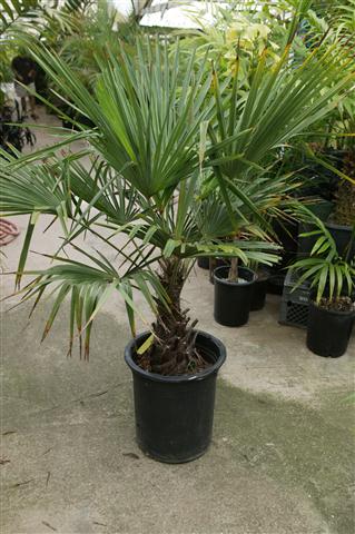  Typical appearance of 15g size Trachycarpus 