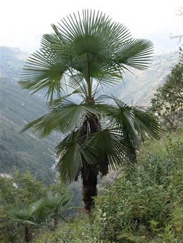 Trachycarpus takil:  A single trunk palm similar to T. fortunei but a bit taller with deeper splits in the leaves.  It should tolerate 5 - 15 degrees, but more feedback is needed.  Photo by TS & MG