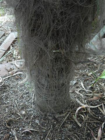  T. fortunei trunk showing woody trunk at base