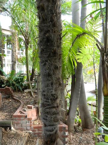  Fibrous trunk of Windmill Palm