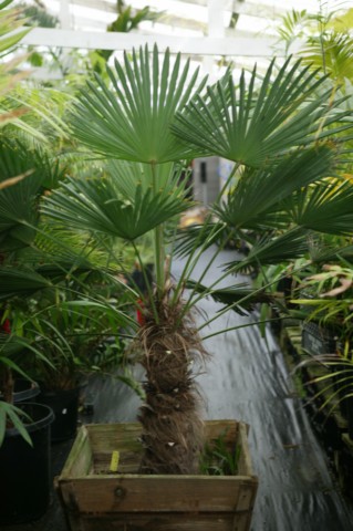  T. wagnerianus, box, at nursery