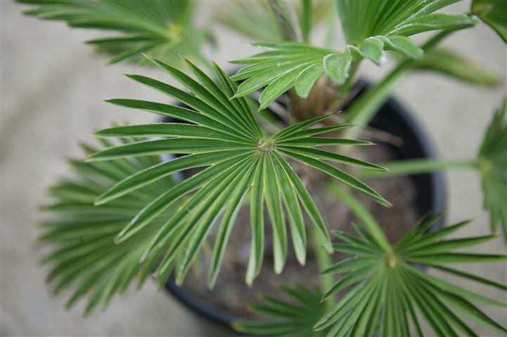  T. wagnerianus, juvenile leaf, small and stiff