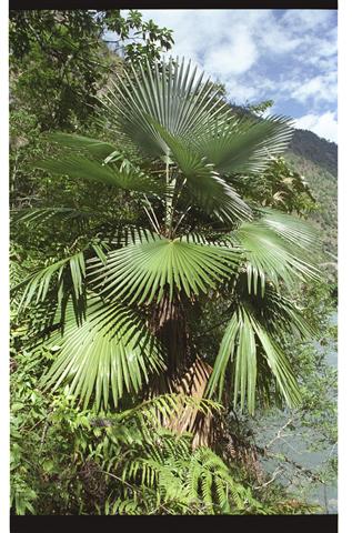  T. princeps, habitat, M. Gibbons T. Spanner 