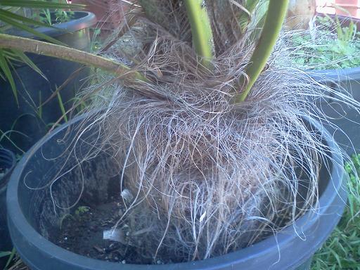  Prominent hairs on containerized T. wagnerianus