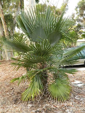 

Trithrinax acanthicoma:  A medium sized, single trunk fan palm to about 15 feet with attractive spines on the fibrous trunk.  It tolerates full sun and takes temperatures to at least 15 degrees and perhaps 15 degrees F.
