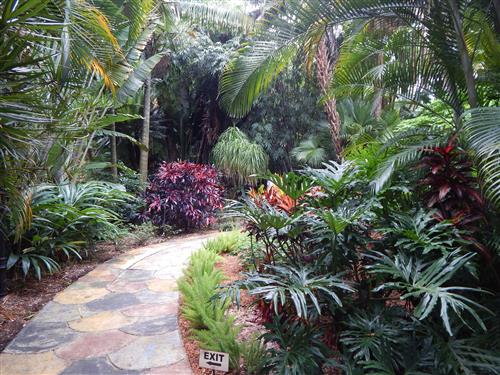  A well fertilized palm garden