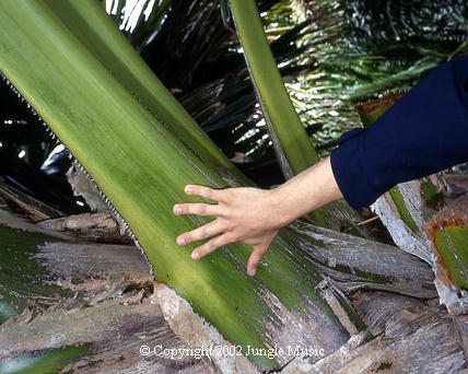 Corypha sp. petiole, note size