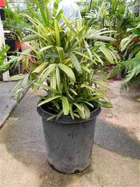  Un-named variety of variegated Rhapis