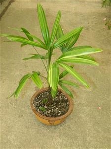 Variegated Rhapis excelsa