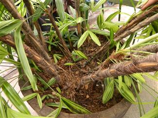  Base of the same plant showing stems 