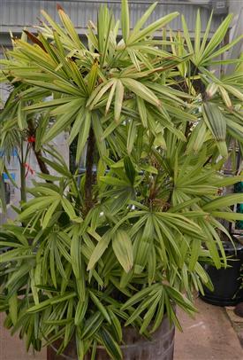 Variegated Rhapis excelsa