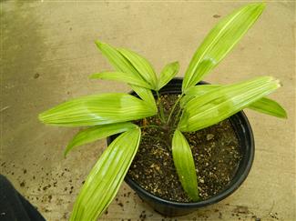 Variegated Rhapis excelsa