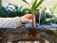  A new Veitchia seedling removed carefully from community pot of seedlings