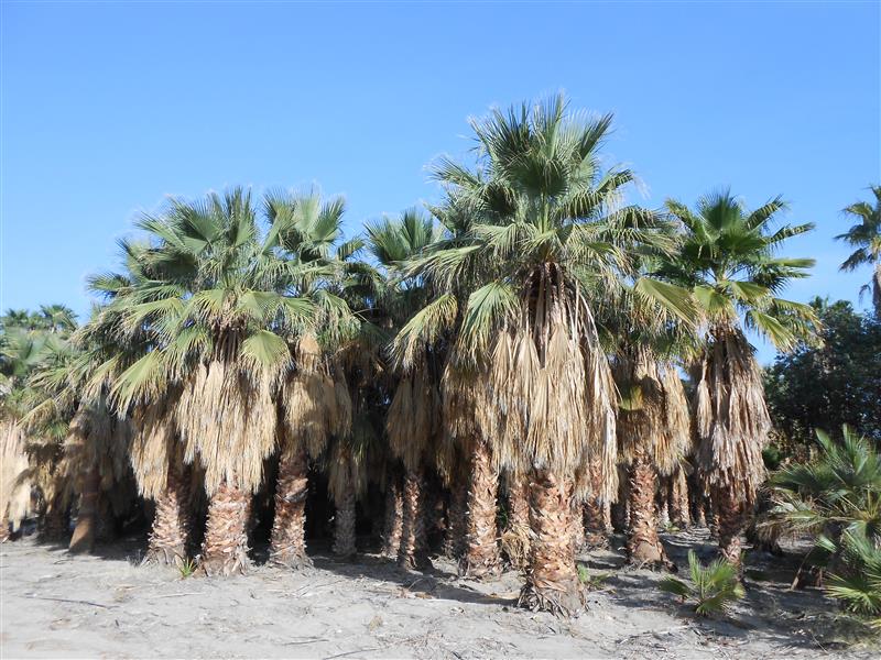  Washingtonia filifera in habitat