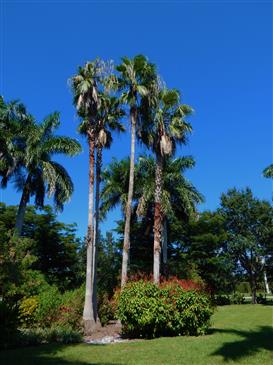  Washingtonia robusta:  Similar to W. filifera but thinner trunked and taller.  Prefers full sun and tolerates 18 to 20 degrees F.  Fairly fast growing and commonly available.  12 to 15 degrees will defoliate this species. Washingtonia filifera is more cold tolerant than W. robusta.