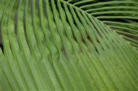  Beccariophoenix fenestralis showing windows