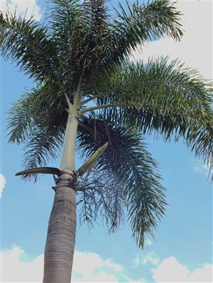 

 Wodyetia bifurcata:   The foxtail palm can take down to about 24 degrees.  Cold weather can show tip burn, but the tree often survives.  It is single trunk, pinnate, likes full sun and lots of heat, and should get to about 25 feet.  Well grown, it is a knockout!
